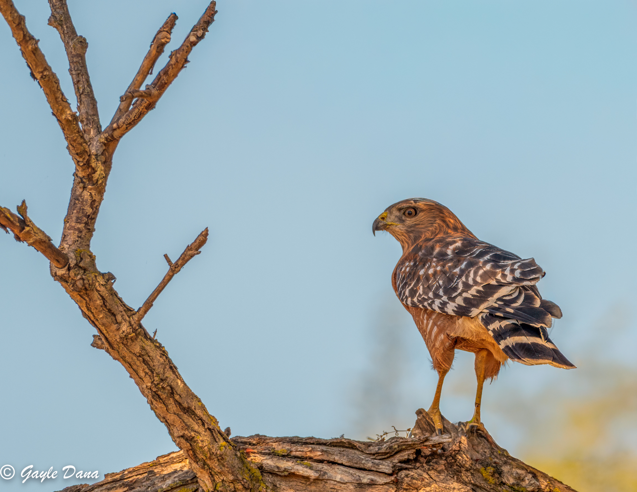 Red shouldered Hawk 2